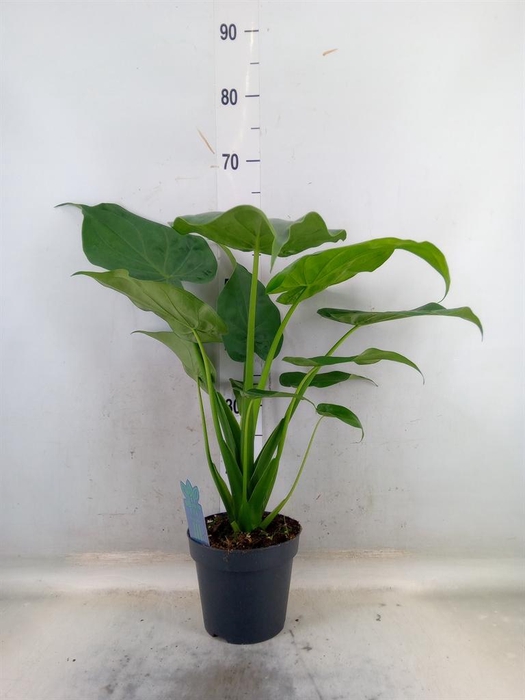 <h4>Alocasia cucullata</h4>