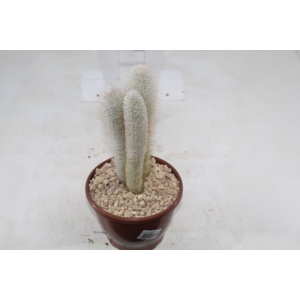CACTUS VARIADO P19
