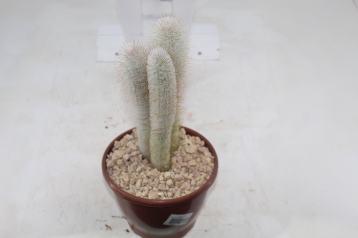 <h4>CACTUS VARIADO P19</h4>