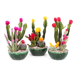 Cactus compo fiesta 13 cm