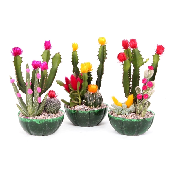 <h4>Cactus compo fiesta 13 cm</h4>