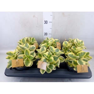 Peperomia obt. 'Obtipan Bicolor'