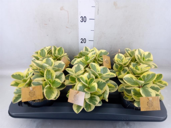 <h4>Peperomia obt. 'Obtipan Bicolor'</h4>