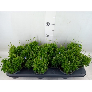 Felicia amell. 'Felicitara Blue'