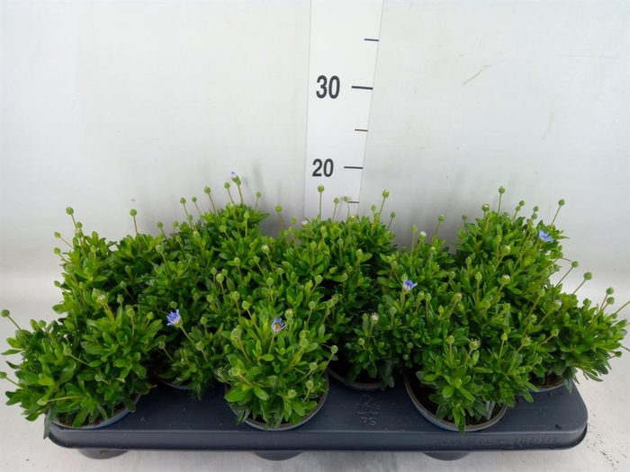 <h4>Felicia amell. 'Felicitara Blue'</h4>