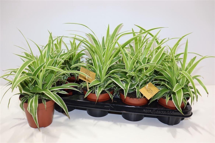 arr8 Chlor Com Ocean