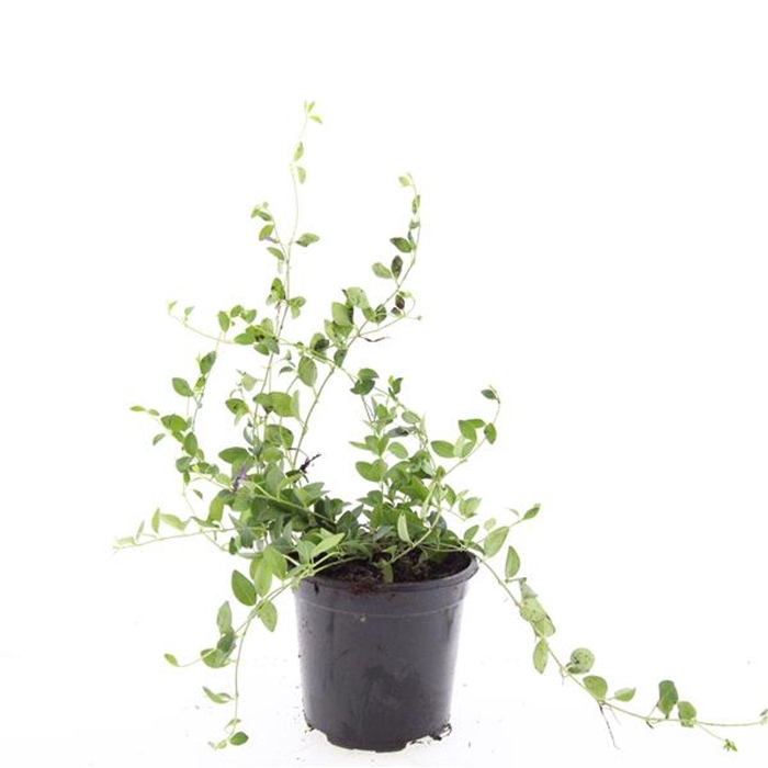 <h4>Vinca minor Atropurpurea</h4>