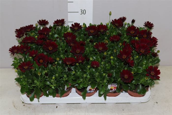 <h4>Osteospermum Rood</h4>