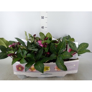 Helleborus  'Fkiss Charmer'
