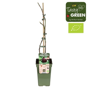 Ficus Gustissimo® Perretta® Bio P19