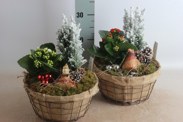 <h4>ARR HIPPEASTRUM</h4>