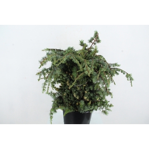 DECOGROEN OV