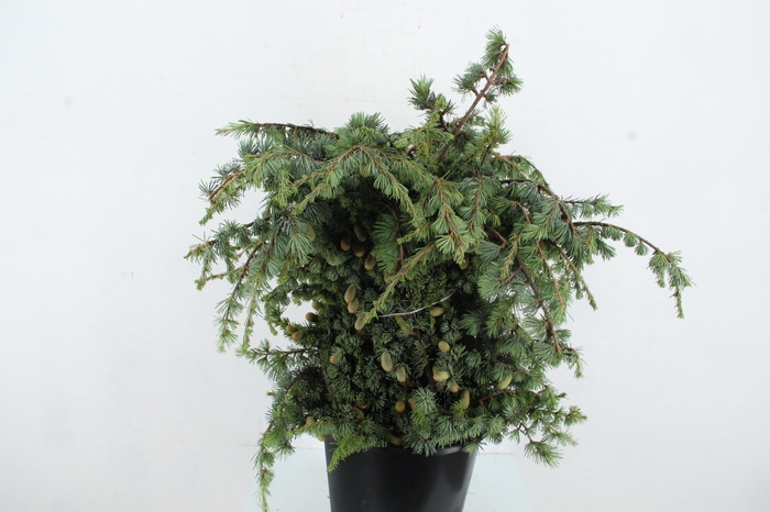 <h4>DECOGROEN OV</h4>