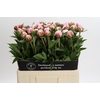 Paeonia Sarah Bernhardt