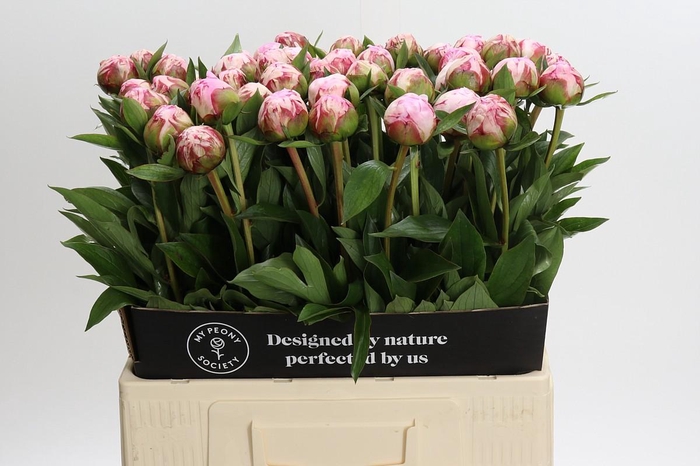 <h4>Paeonia Sarah Bernhardt</h4>