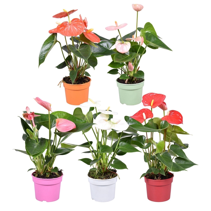 <h4>Anthurium ''Just perfection®'' XL-Flowers mix</h4>