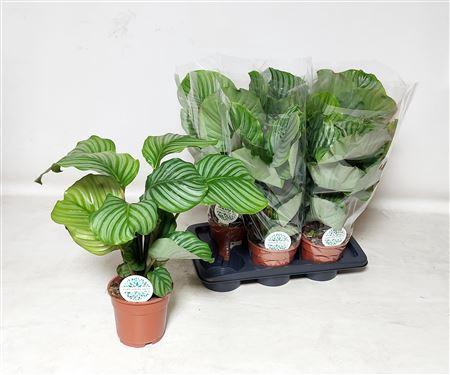 <h4>Calat Orbifolia P17</h4>
