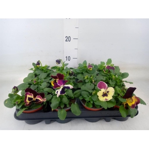 Viola wr. 'Delta Rose Surprise'