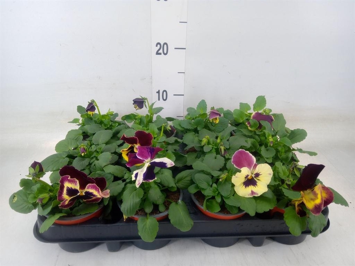 <h4>Viola wr. 'Delta Rose Surprise'</h4>