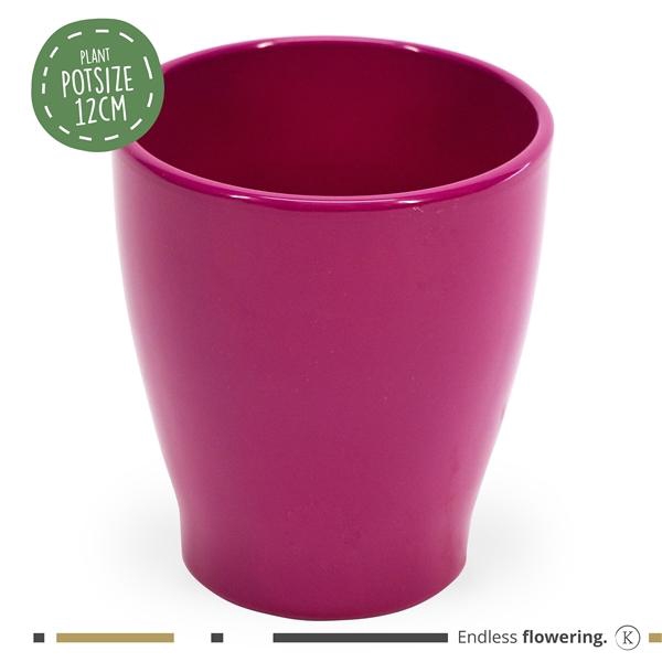 <h4>Karma - SOLO POTS - Carolina Purple 12 cm |</h4>