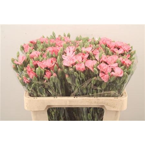 Di Symply Pink Stripe