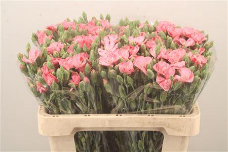 <h4>Di Symply Pink Stripe</h4>