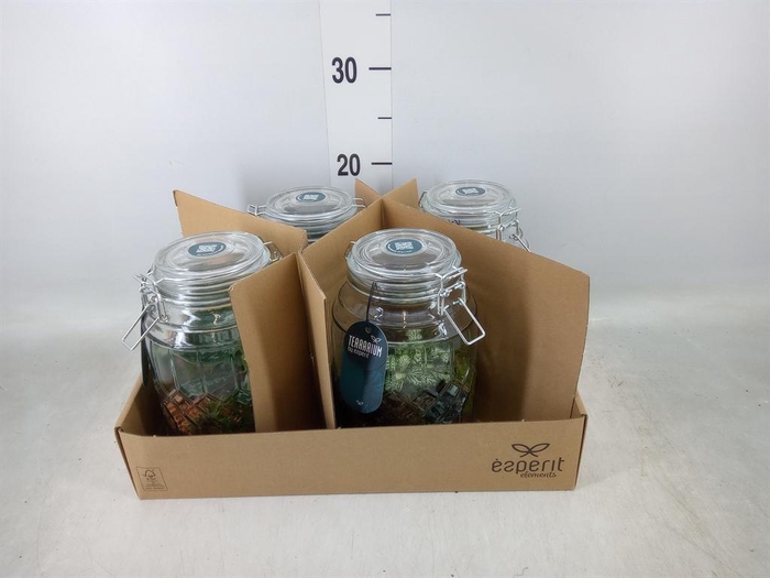 <h4>Arr. Planten L%</h4>