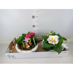 Arr.   Tuinplanten L%