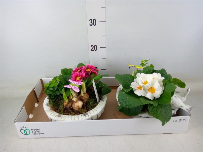 <h4>Arr. Tuinplanten L%</h4>