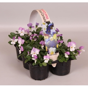 Viola Co Wit Met Roze Sixpack