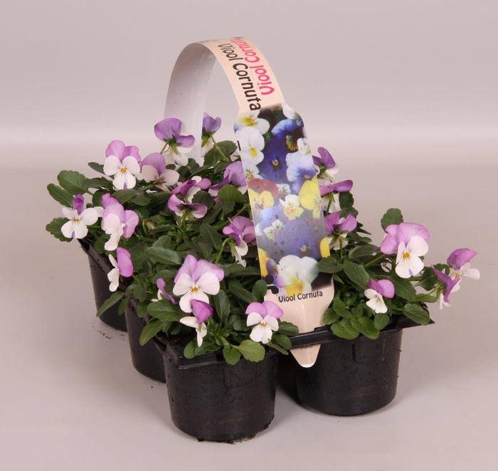 <h4>Viola Co Wit Met Roze Sixpack</h4>