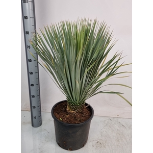 YUC ROSTRATA