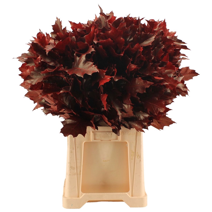 <h4>Eikenblad ( Quercus ) Red Painted</h4>