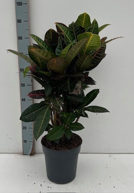 <h4>COD GR PETRA</h4>