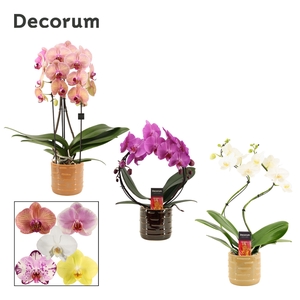 Phalaenopsis vormen mix 2 tak in Lois (Deco-collection)