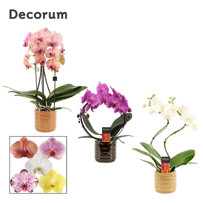 <h4>Phalaenopsis vormen mix 2 tak in Lois (Deco-collection)</h4>