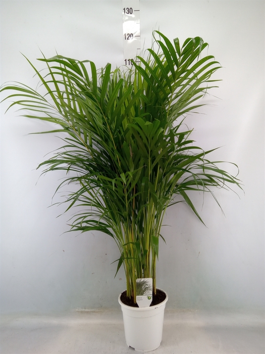 <h4>Dypsis lutescens   ...Chrysalidoca</h4>