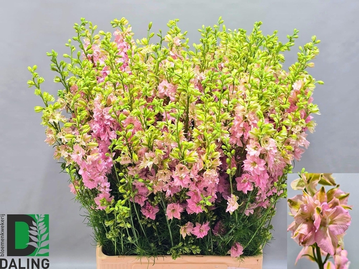 <h4>Cons R Q Light Pink</h4>