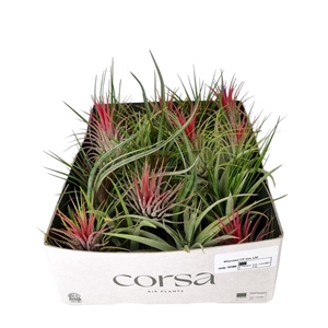 Tillandsia CS mix X30