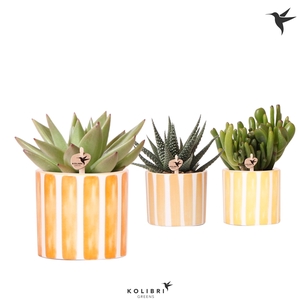 Kolibri Greens Succulenten mix in Painted stripe pot yellow mix