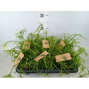 Rhipsalis baccifera 'Oasis'