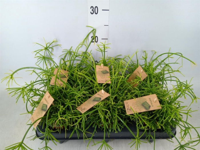 <h4>Rhipsalis baccifera 'Oasis'</h4>