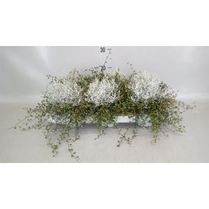 Leucophyta brownii