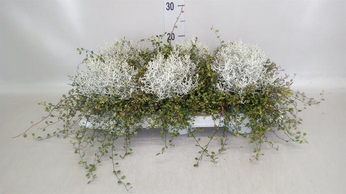 <h4>Leucophyta brownii</h4>