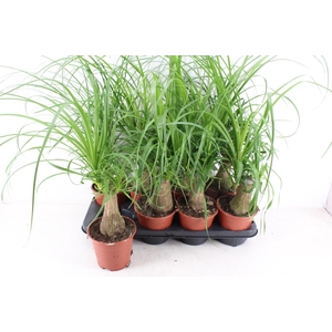 arr3 CP - Beaucarne 408/8