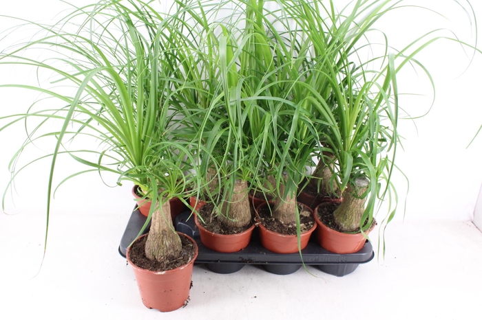 <h4>arr3 CP - Beaucarne 408/8</h4>