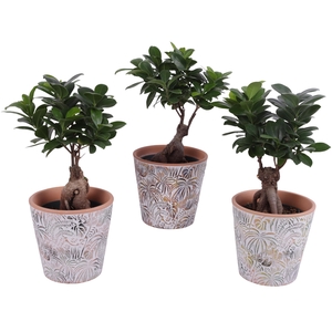 Ficus m. Ginseng Ball Shape Ø12cm in Ø14cm Ceramic Pot Jungle