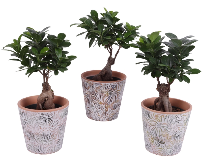 <h4>Ficus m. Ginseng Ball Shape Ø12cm in Ø14cm Ceramic Pot Jungle</h4>