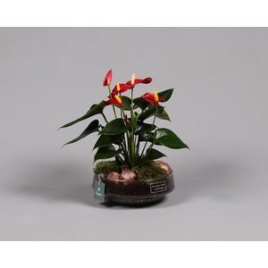 Green Bottle Iris met anthurium