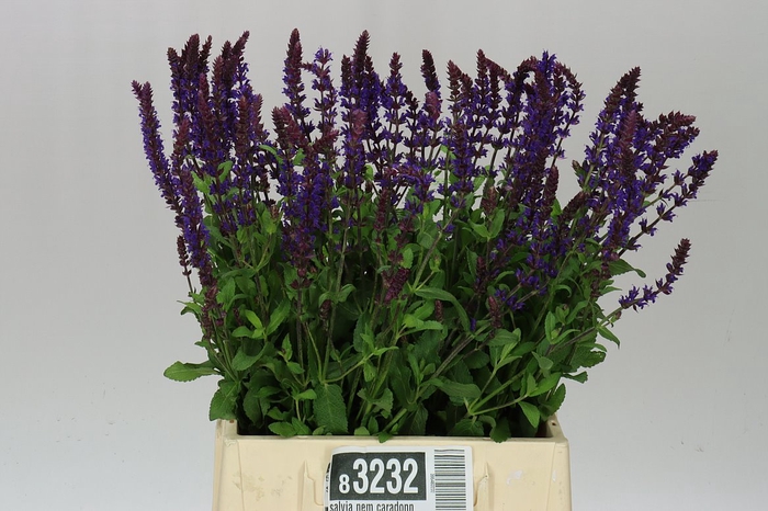 <h4>Salvia Nem Caradonna</h4>